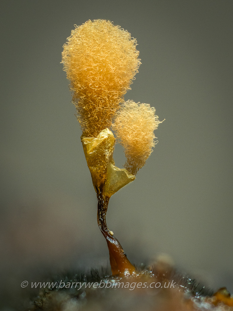 Hemitrichia calyculata. by Barry Webb